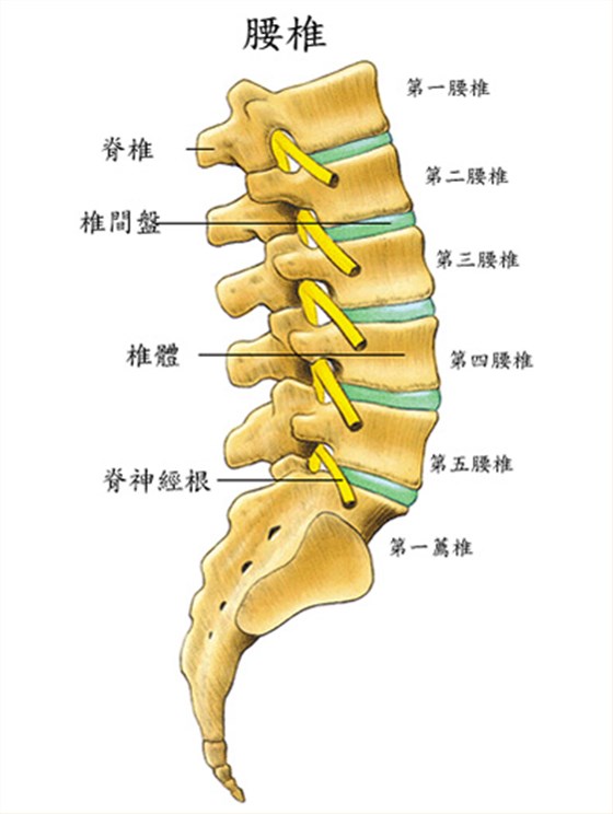 腰椎图
